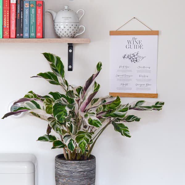 Fiskebensplante - Calathea Lietzei 'White Fusion' - Højde 30-40cm - ⌀14cm