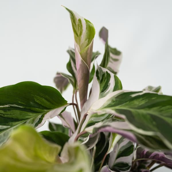 Fiskebensplante - Calathea Lietzei 'White Fusion' - Højde 30-40cm - ⌀14cm