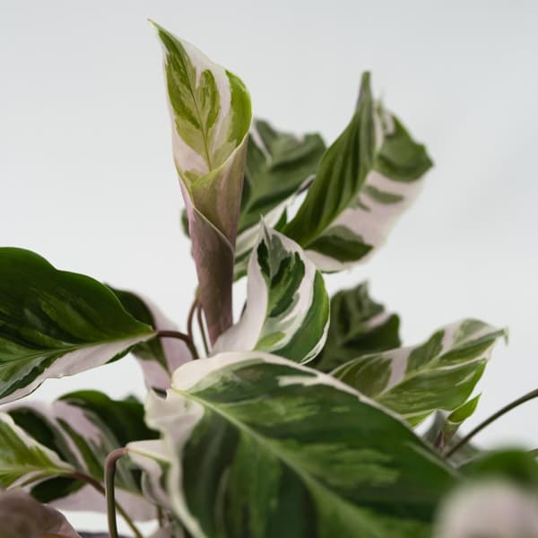 Fiskebensplante - Calathea Lietzei 'White Fusion' - Højde 30-40cm - ⌀14cm