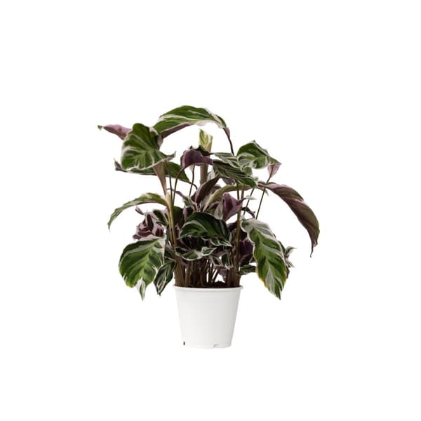 Fiskebensplante - Calathea Lietzei 'White Fusion' - Højde 30-40cm - ⌀14cm