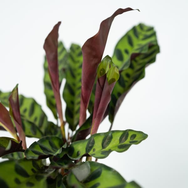 Påfågelväxt - Kalatea - Goeppertia insignis - Höjd 30-40cm - ⌀12cm
