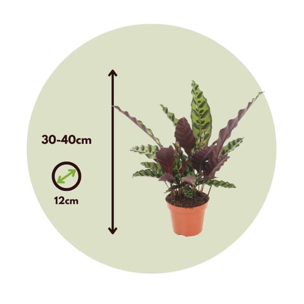 Påfågelväxt - Kalatea - Goeppertia insignis - Höjd 30-40cm - ⌀12cm