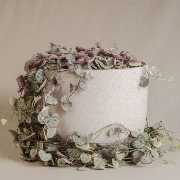 Hjärtan på tråd - Set om 2 - Ceropegia linearis Woodii - Höjd 20-30cm - ⌀14cm
