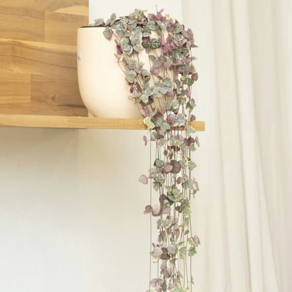 Hjärtan på tråd - Set om 2 - Ceropegia linearis Woodii - Höjd 20-30cm - ⌀14cm