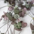 Miniatyrbild 5 av 6: Hjärtan på tråd - Set om 2 - Ceropegia linearis Woodii - Höjd 20-30cm - ⌀14cm