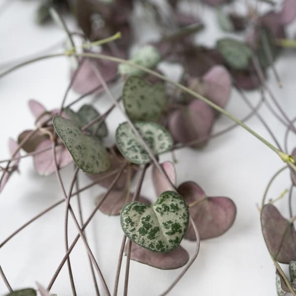 Hjärtan på tråd - Set om 2 - Ceropegia linearis Woodii - Höjd 20-30cm - ⌀14cm