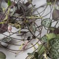 Miniatyrbild 6 av 6: Hjärtan på tråd - Set om 2 - Ceropegia linearis Woodii - Höjd 20-30cm - ⌀14cm