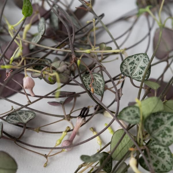 Hjärtan på tråd - Set om 2 - Ceropegia linearis Woodii - Höjd 20-30cm - ⌀14cm