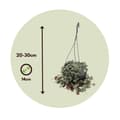 Miniatyrbild 2 av 6: Hjärtan på tråd - Set om 2 - Ceropegia linearis Woodii - Höjd 20-30cm - ⌀14cm