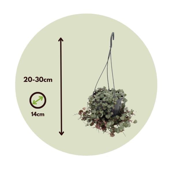 Hjärtan på tråd - Set om 2 - Ceropegia linearis Woodii - Höjd 20-30cm - ⌀14cm