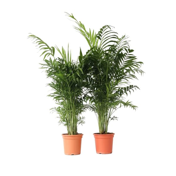 Chamaedorea Elegans - Bergpalm - Set om 2 - Krukväxt - Höjd 80-90cm