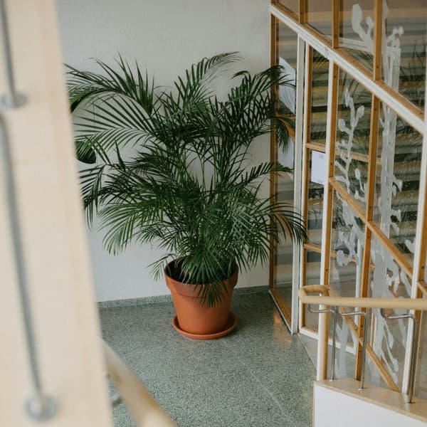 Bergpalm - Chamaedorea elegans - Höjd 80-90cm - ⌀20cm