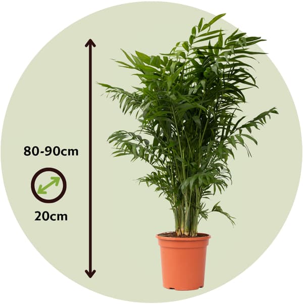 Bergpalm - Chamaedorea elegans - Höjd 80-90cm - ⌀20cm