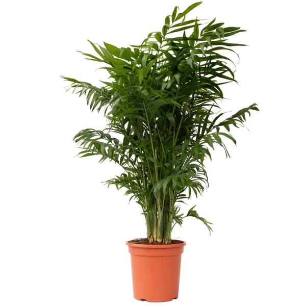 Bergpalm - Chamaedorea elegans - Höjd 80-90cm - ⌀20cm