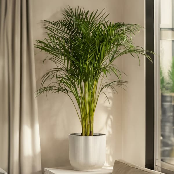 Chamaedorea Elegans - Bergpalm - Krukväxt - Palm - ⌀17cm - Höjd 50-60cm