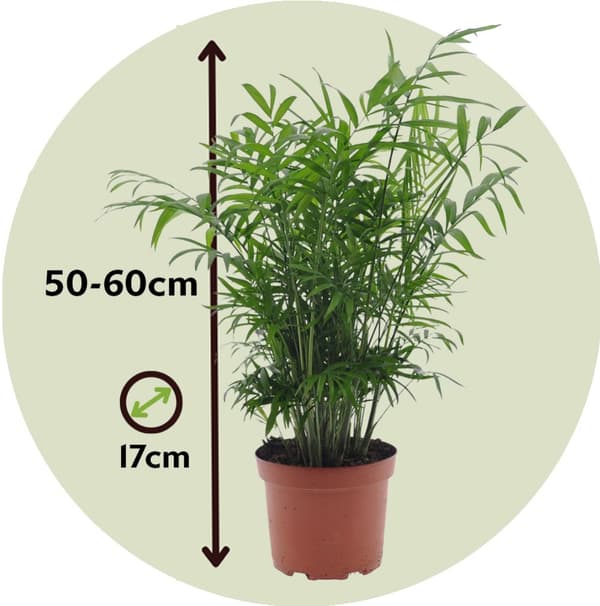 Chamaedorea Elegans - Bergpalm - Krukväxt - Palm - ⌀17cm - Höjd 50-60cm