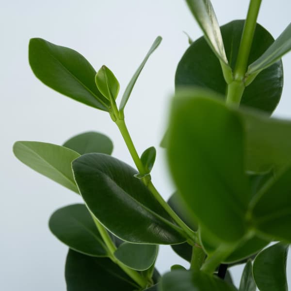 Autografplante - Sæt med 4 - Clusia rosea 'Princess' - Højde 25-35cm - ⌀12cm