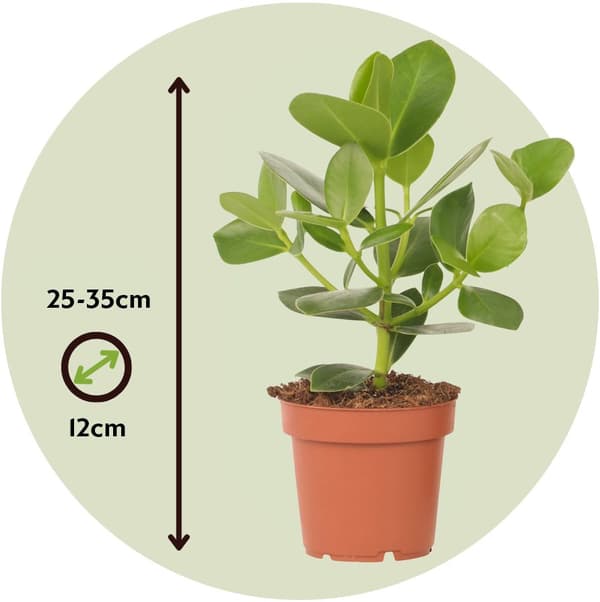 Autografplante - Sæt med 4 - Clusia rosea 'Princess' - Højde 25-35cm - ⌀12cm