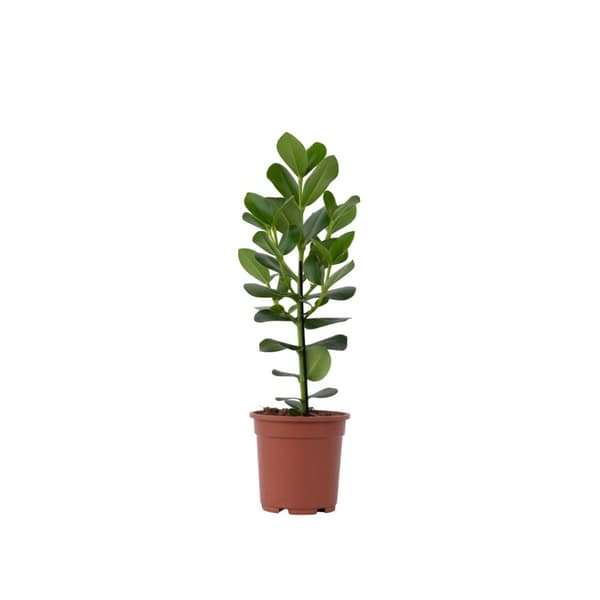 Narrfikus - Clusia rosea 'Princess' - Höjd 50-60cm - ⌀17cm