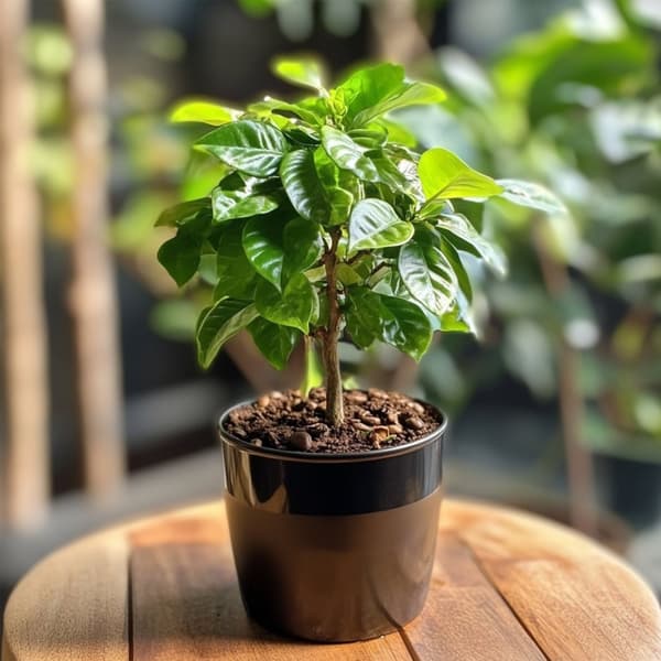 Kahvipensas - 2 kpl - Coffea arabica - Korkeus 25-40 cm - ⌀12 cm