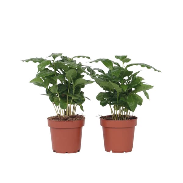 Kaffeväxt - Set om 4 - Coffea arabica - Höjd 25-40cm - ⌀12cm