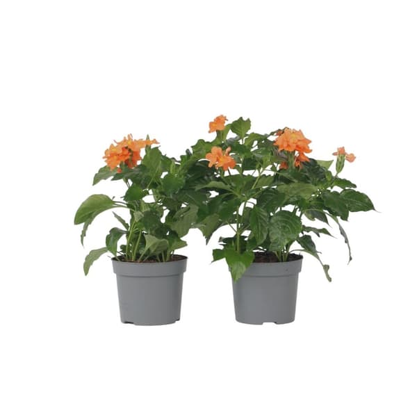 Fyrværkeri blomst - Sæt med 2 - Crossandra 'Fortuna' - Højde 20-30cm - ⌀13cm