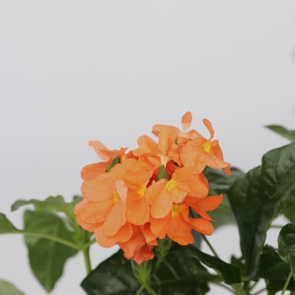 Fyrverkeri blomma - Set om 4 - Crossandra 'Fortuna' - Höjd 20-30cm - ⌀13cm