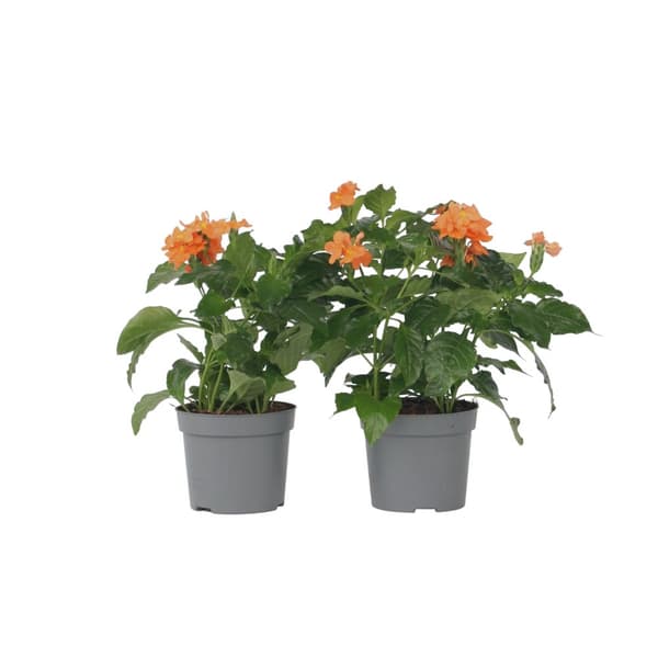 Fyrverkeri blomma - Set om 4 - Crossandra 'Fortuna' - Höjd 20-30cm - ⌀13cm