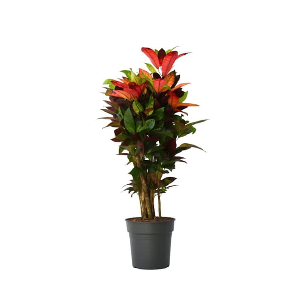 Kroton - Codiaeum variegatum 'Mrs. Iceton' - Höjd 90-100cm - Krukväxt 27cm