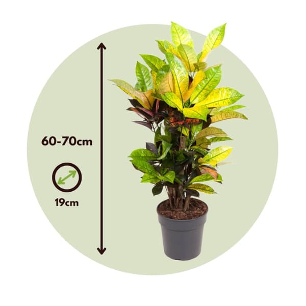 Kroton - Codiaeum variegatum 'Mrs. Iceton' - Höjd 60-70cm - ⌀19cm