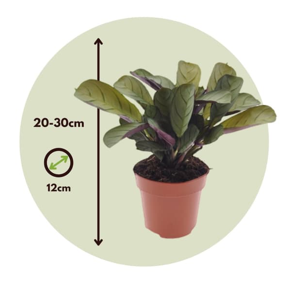 Bønneplante - Ctenanthe 'Amagris' - Højde 20-30cm - ⌀12cm