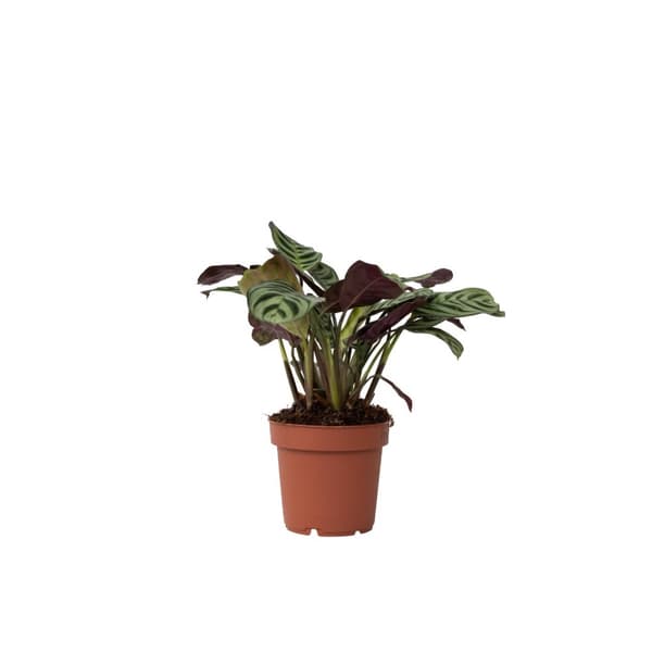 Bønneplante - Ctenanthe 'Amagris' - Højde 20-30cm - ⌀12cm
