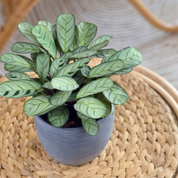 Bønneplante - Sæt med 2 - Ctenanthe 'burle-marxii' - Højde 30-40cm - ⌀14cm