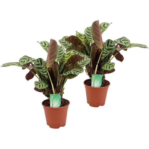 Fiskbensstenante - Set om 2 - Ctenanthe 'burle-marxii' - Höjd 30-40cm - ⌀14cm