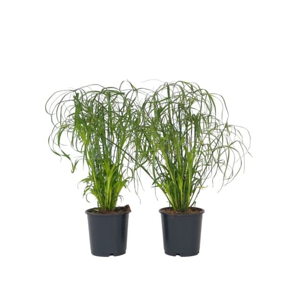 Nilgræs - Sæt med 2 - Cyperus alternifolius - Højde 40-50cm - ⌀14cm