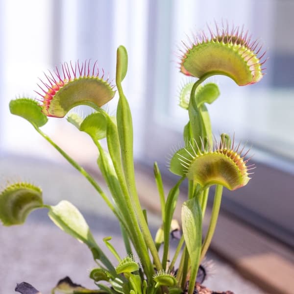 Fluefanger - Sæt med 3 - Dionaea muscipula - Højde 5-15cm - ⌀6cm