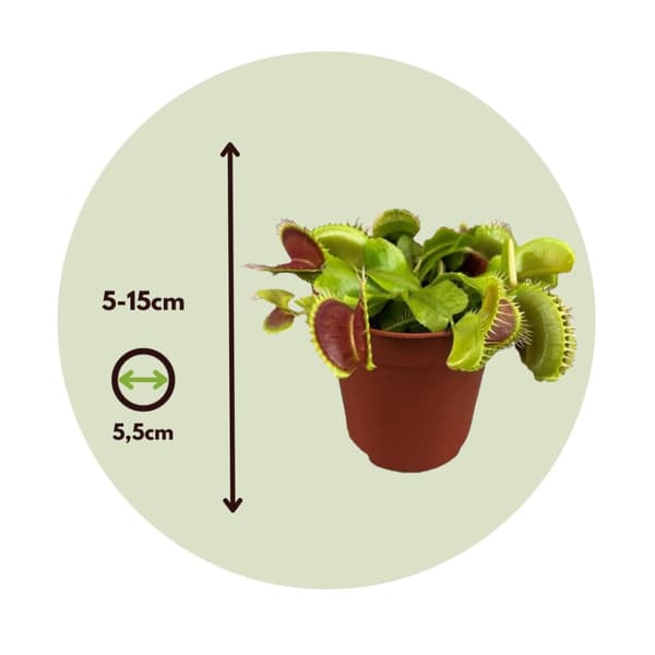 Fluefanger - Sæt med 3 - Dionaea muscipula - Højde 5-15cm - ⌀6cm