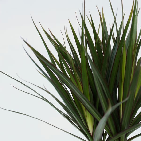 Drageplante drageblodstræ - Sæt 2 - Dracaena marginata - Højde 70-80cm - ⌀17cm