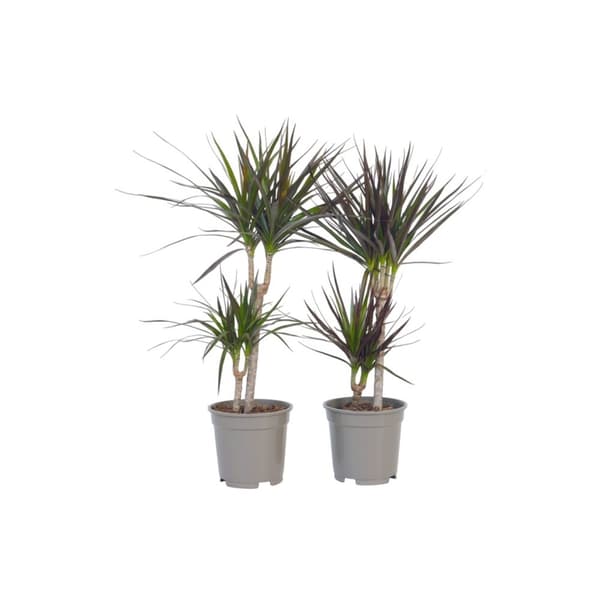 Drageplante drageblodstræ - Sæt 2 - Dracaena marginata - Højde 70-80cm - ⌀17cm