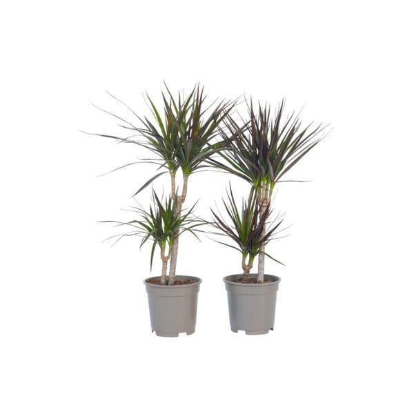 Banddracena - Set om 4 - Dracaena marginata - Höjd 70-80cm - ⌀17cm
