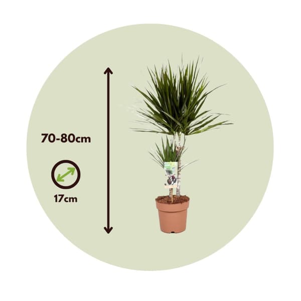 Banddracena - Dracaena marginata - Höjd 70-80cm - ⌀17cm