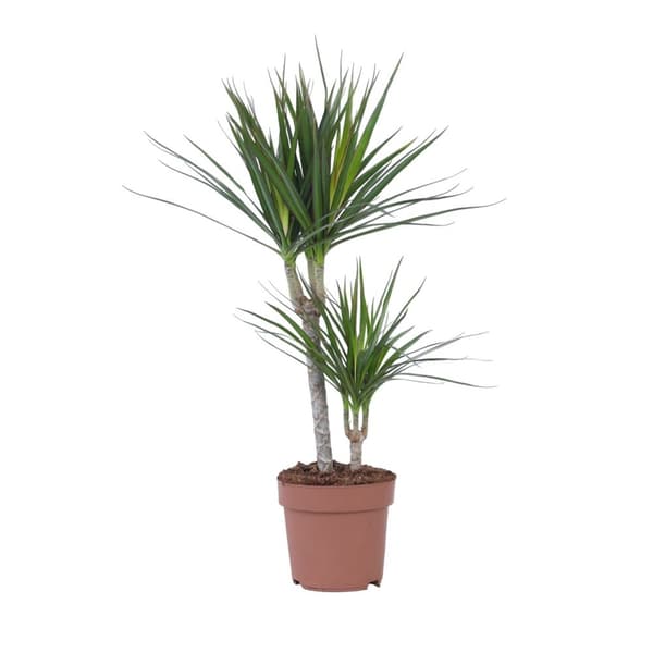 Banddracena - Dracaena marginata - Höjd 70-80cm - ⌀17cm