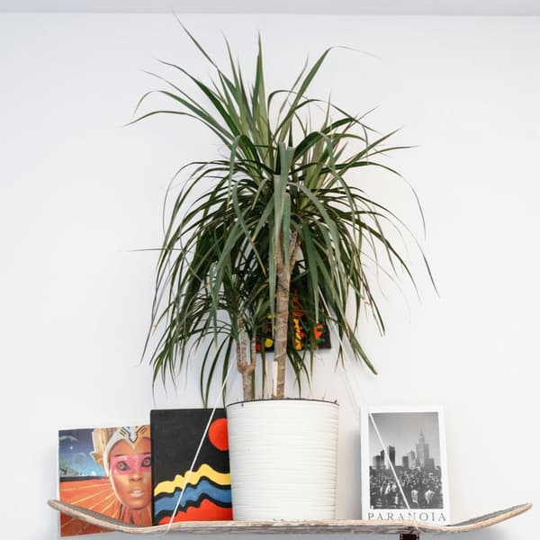 Banddracena - Set om 2 - Dracaena marginata 'Magenta' - Höjd 70-80cm - ⌀17cm