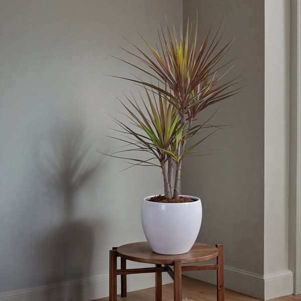 Banddracena - Set om 2 - Dracaena marginata 'Magenta' - Höjd 70-80cm - ⌀17cm