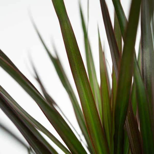 Banddracena - Set om 2 - Dracaena marginata 'Magenta' - Höjd 70-80cm - ⌀17cm