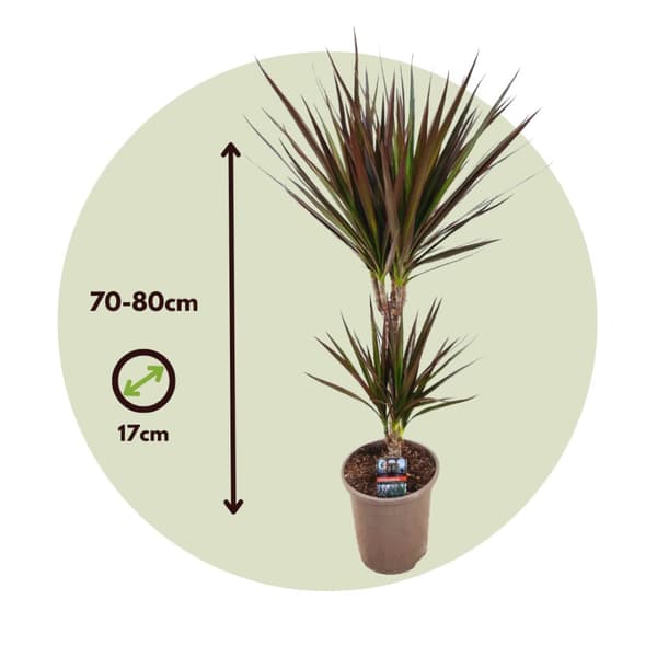 Banddracena - Dracaena marginata 'Magenta' - Höjd 70-80cm - ⌀17cm