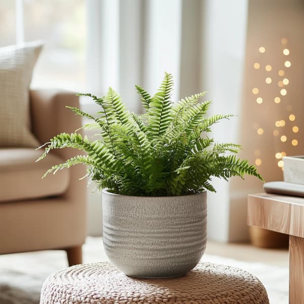 Miekka-saniainen - 2 kpl - Nephrolepis 'Duffii' - Korkeus 25-40cm - ⌀12cm