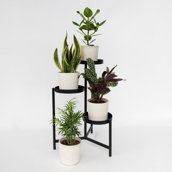 Letplejede stueplanter- Blanding af 4 - Stueplante - Mix - ø12cm - Højde 25-40cm