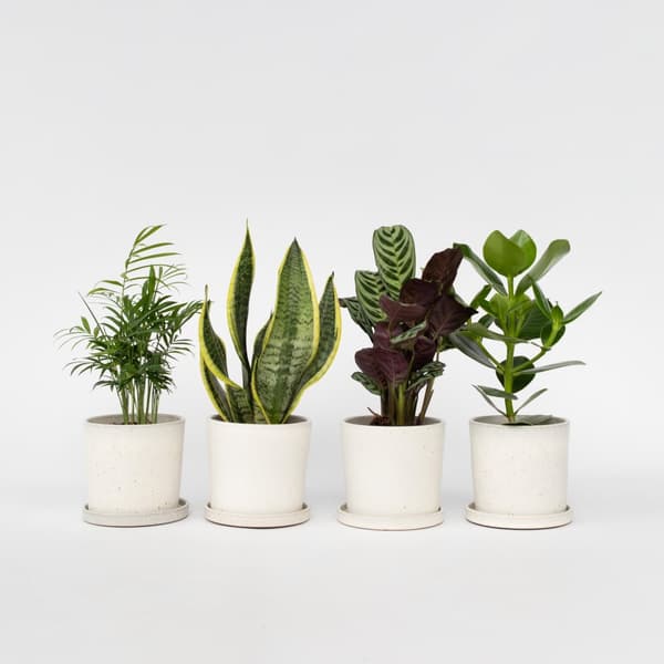 Letplejede stueplanter- Blanding af 4 - Stueplante - Mix - ø12cm - Højde 25-40cm