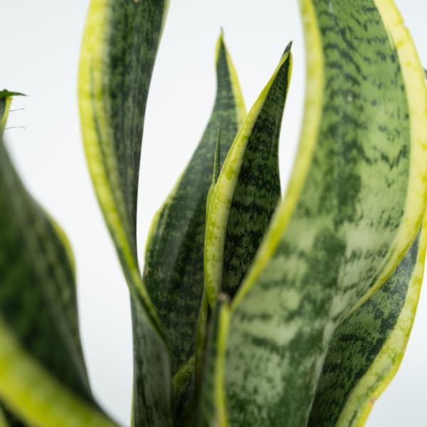 Letplejede stueplanter- Blanding af 4 - Stueplante - Mix - ø12cm - Højde 25-40cm